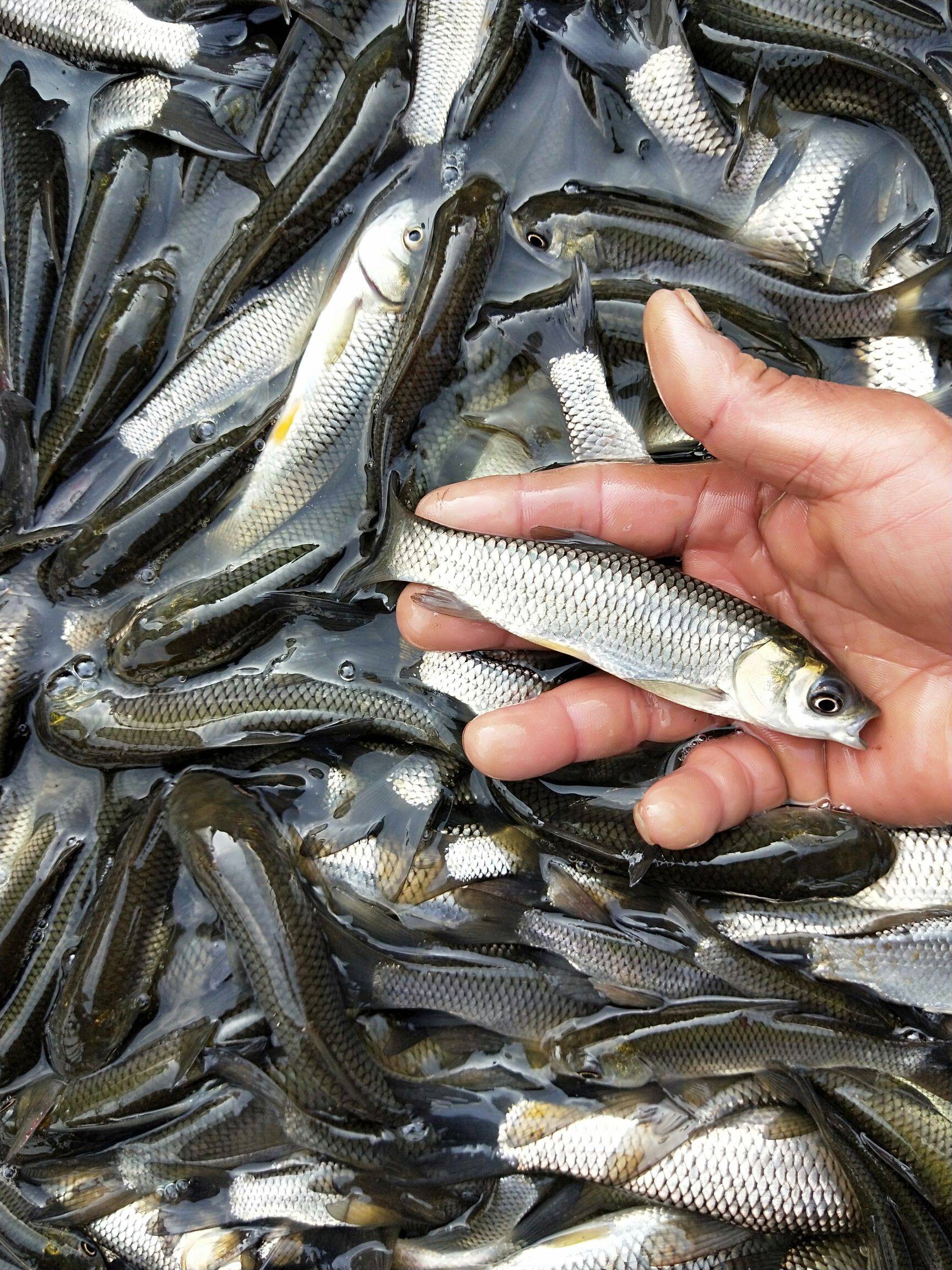 草鱼苗草皖草混半斤小鲩鱼活体四大家鱼冷淡水活体好养殖食用包邮-mc