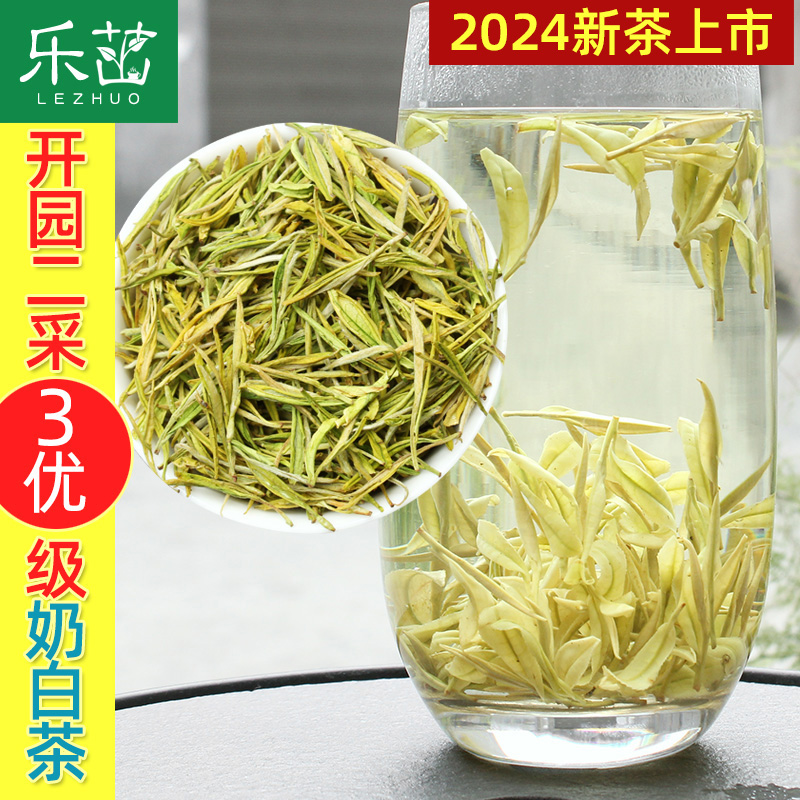 2024年新茶-奶白茶特嫩开园二采