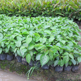 自家绿化小苗 秋枫苗 秋枫树苗 胶东苗 重阳木苗 绿化苗 高约20cm