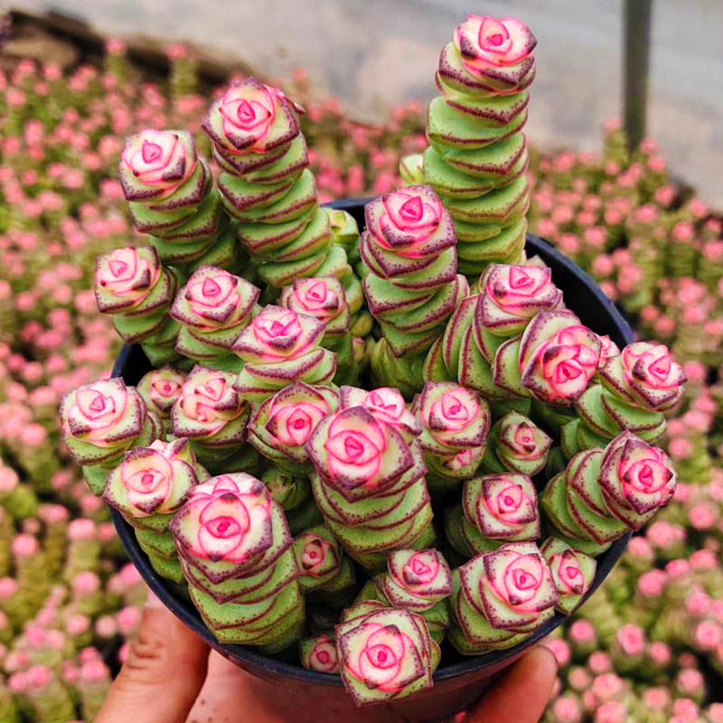 多肉植物钱串锦办公室室内阳台桌面绿植园艺花卉组合盆栽新款萌肉