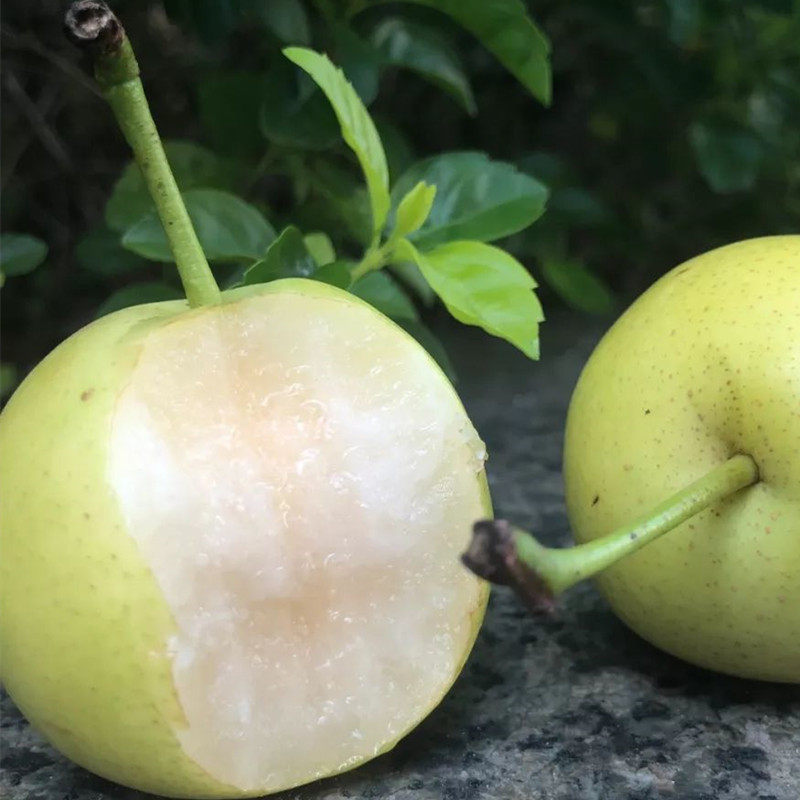 蜜梨现货北京平谷新鲜水果小甜酥梨5斤包邮梨