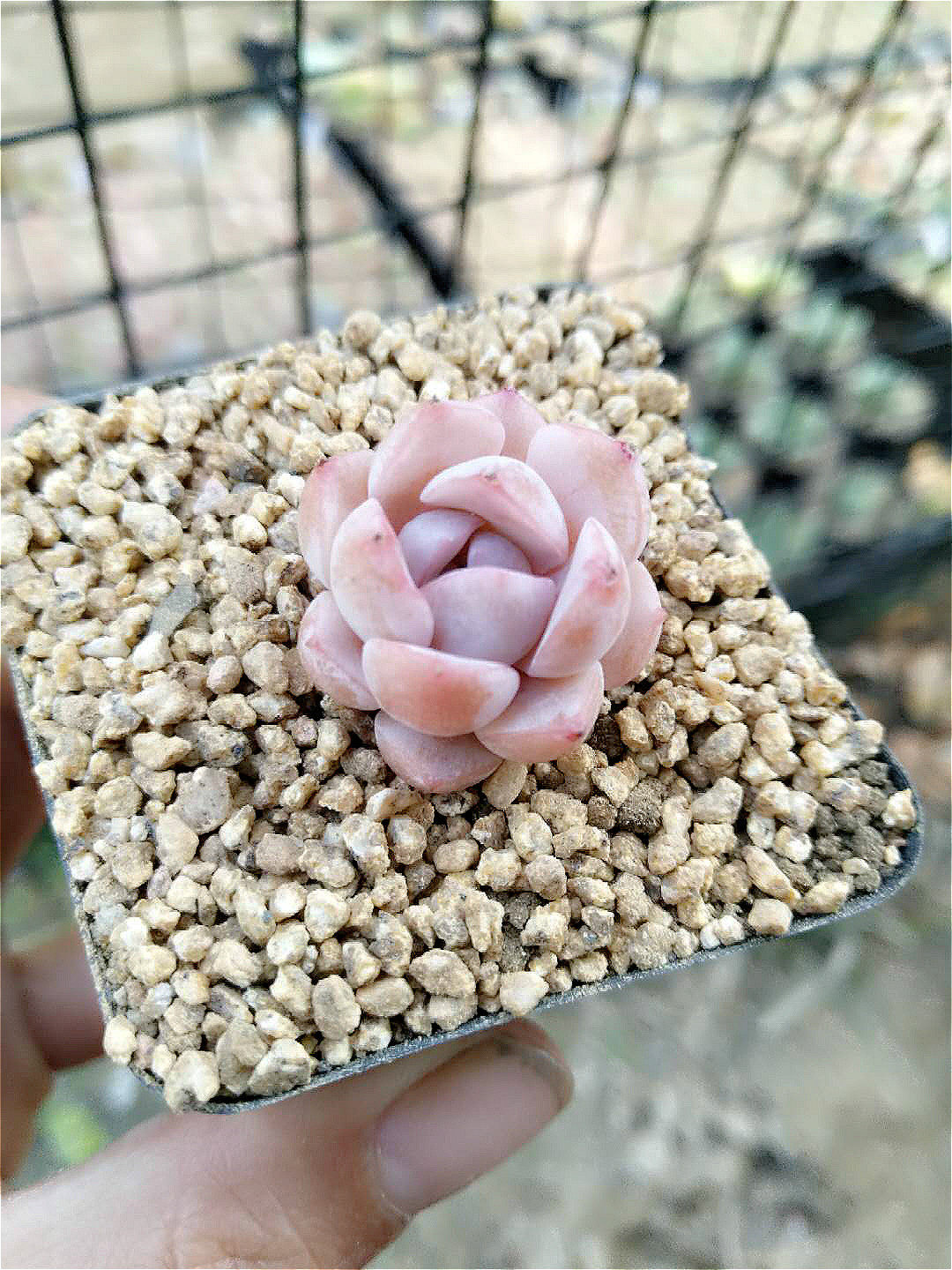 恩宠 格瑞斯多肉植物叶子叶片叶插韩国新品贵货肉肉