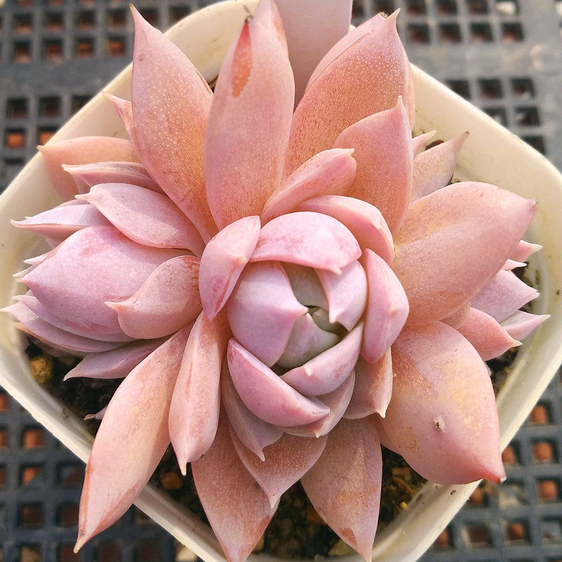 木樨甜心多肉植物一物一拍小萌物状态佳阳台组合盆栽阿猫家的土屋