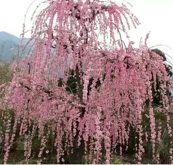 梅花树苗_粉花垂枝梅 宫粉梅花树苗春红梅可盆景盆栽庭院阳台垂梅花苗