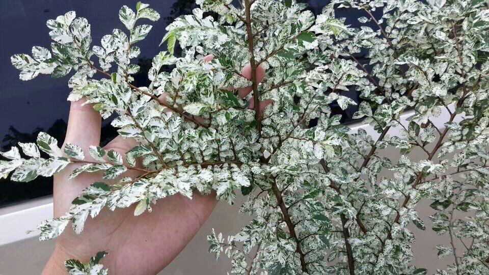 斑叶榆*小叶榔榆*花叶榆树*阳台盆景盆栽榆树苗素材原生庭院花园