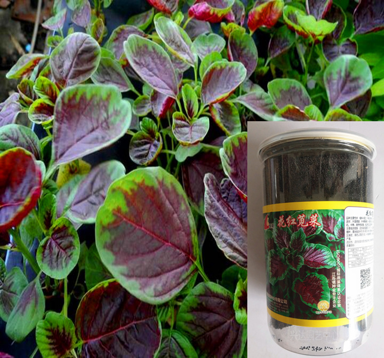 花红苋菜种子圆叶红苋菜籽庭院阳台春四季播种抗寒易种植蔬菜种子