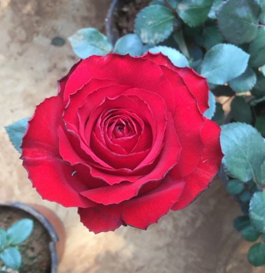 轩花物语 盆栽切花月季红色法兰西法国红