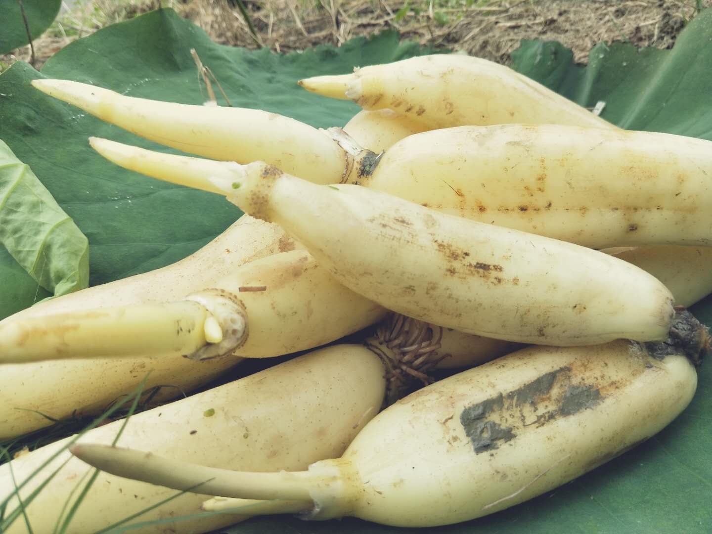 洪湖特产新上市嫩莲藕新花藕洪湖藕脆嫩清甜当天现采摘5斤装包邮