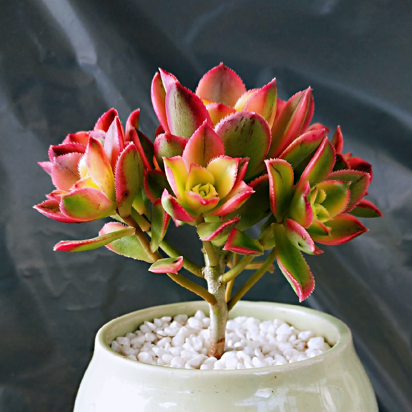 艳日辉老桩多头清盛锦艳日辉多肉一物一拍多肉植物老桩群生