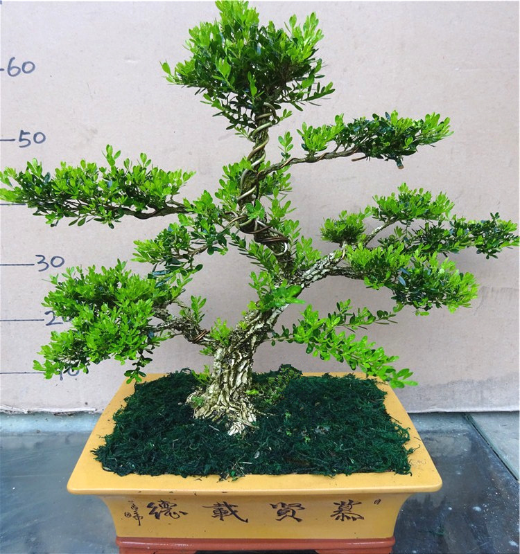 花卉/绿植盆栽(新) 绿植  查看详情立即购买 查看详情立即购买 查看