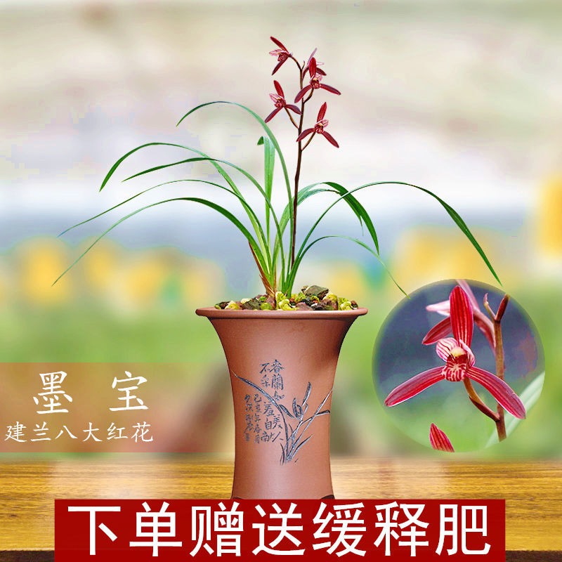 建兰系列八大精品名贵紫红花墨宝兰花苗浓香型带花苞绿植花卉盆栽