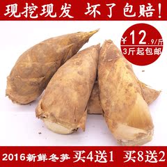 16农家现挖现卖新鲜冬笋 野生时令蔬菜毛竹笋黄泥雷笋非春笋500g