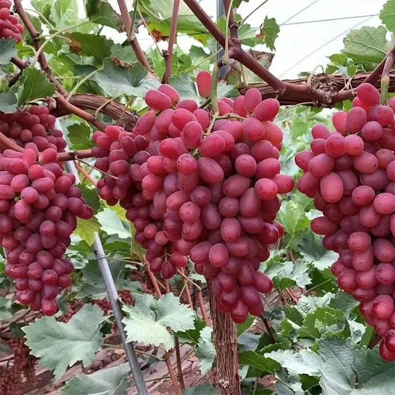 澳洲无核阳光玫瑰葡萄妮娜皇后水果新鲜整箱批发孕妇水果顺丰包邮