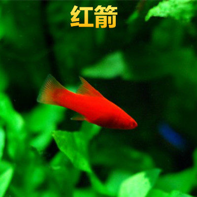 热带鱼观赏鱼红剑鱼红箭燕尾红剑红玛丽活体鱼水族宠物包活