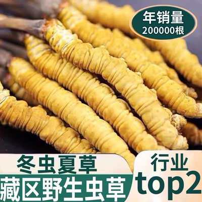 正宗冬虫夏草2023干货虫草正品头期正品好货包邮非西藏那曲