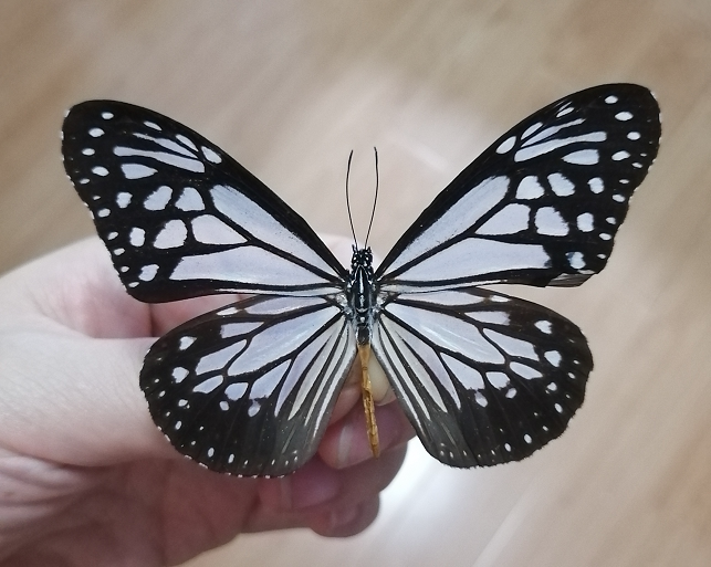 绢斑蝶未展翅原蝶蝴蝶标本