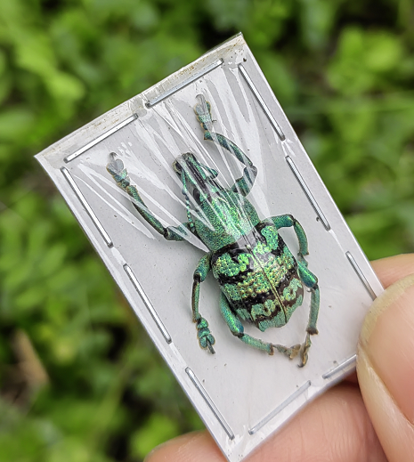 昆虫甲虫标本研究制作已售0￥58折后价￥58淘宝新品菲律宾原始雨林