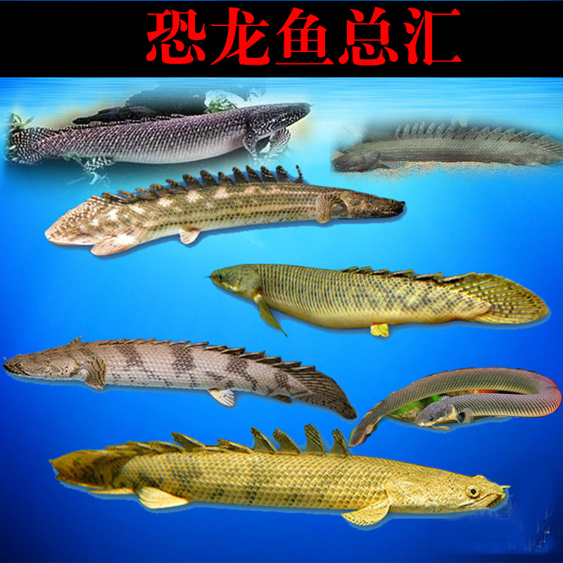 斑节恐龙鱼_戴氏多鳍鱼百科图片_饲养繁殖_雌雄鉴别_sbike