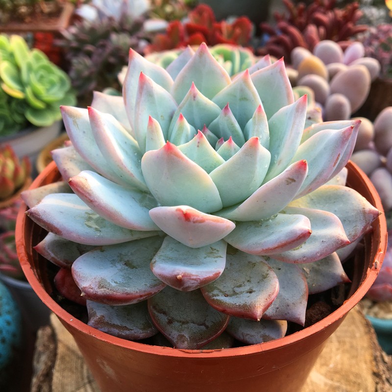 一物一拍粉蓝鸟大群多肉植物粉蓝鸟仙气室内阳台多肉植物盆栽组合