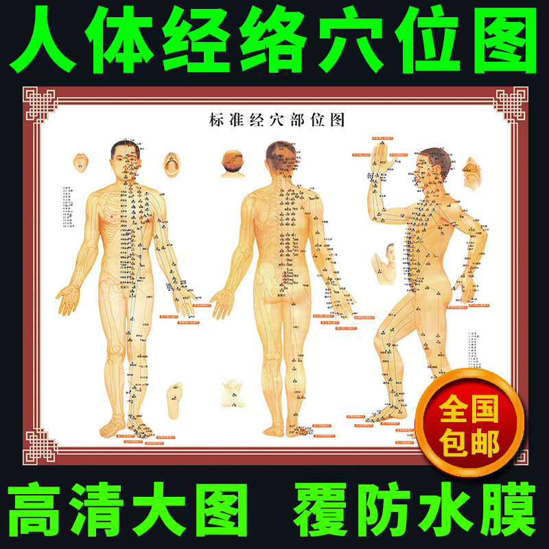 标准人体经络穴位大挂图 中医身体穴位图 医学院养生馆装饰墙贴