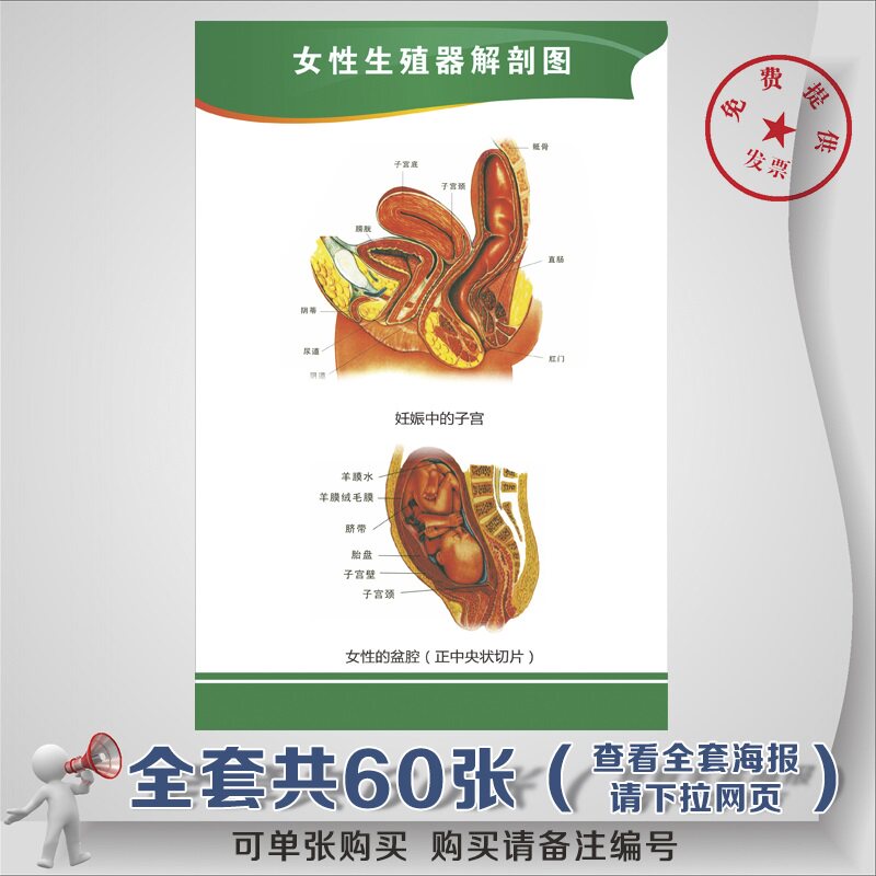 医学海报定做 女性生殖器管系统解剖图 医院科室人体解剖图贴画