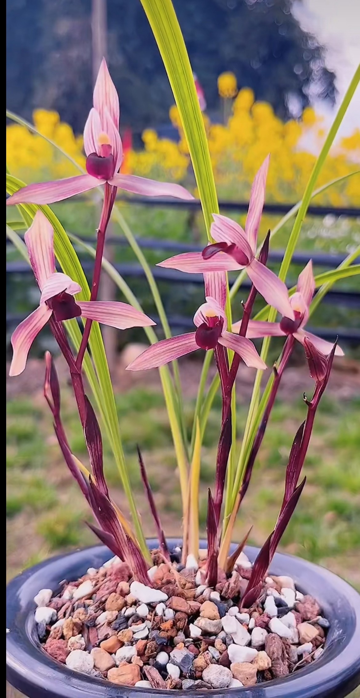 包邮当年开花名品兰花苗 春兰滇红素 浓香阳台客厅庭院花卉兰花