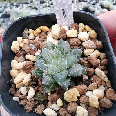 冰魄玉露锦极一物一拍带盆发货要看细节视频联系客服拍照多肉植物