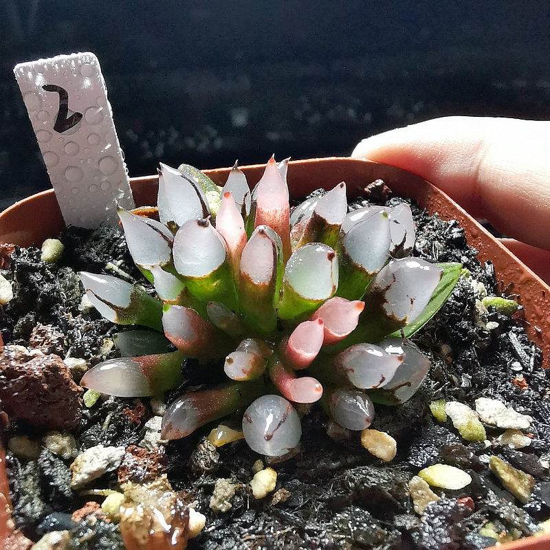 子弹头铅笔头西瓜寿一物一拍带盆发货品相佳根系好十二卷多肉植物