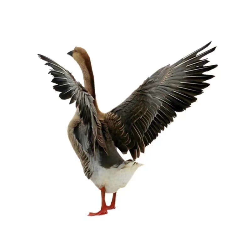 大雁查干湖周边农家散养现杀冷冻7-10斤整只雁肉送礼非鹅鸭大雁鹅