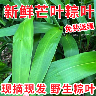 广东新鲜粽子叶大号芒叶大叶天然野生现摘家用食用粽叶非芦苇竹叶