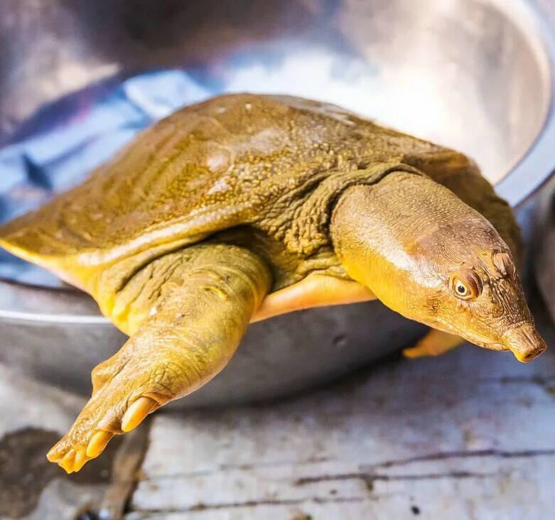 1斤中华外塘原生态甲鱼团鱼水鱼王八老鳖 550g甲鱼苗活体包活包