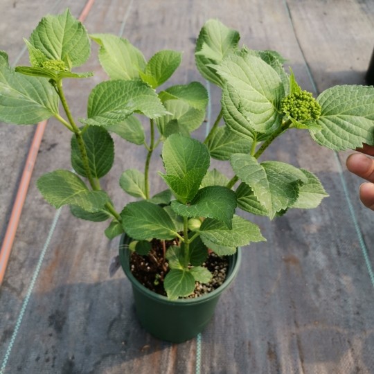 绣球花苗 一1加仑 太阳神殿 佳橙 莎伦列车 特价