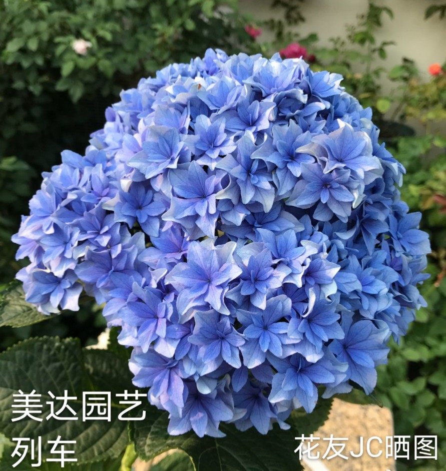 新品重瓣大花绣球花苗 莎伦夏龙沙龙 列车 有1加仑大苗盆栽
