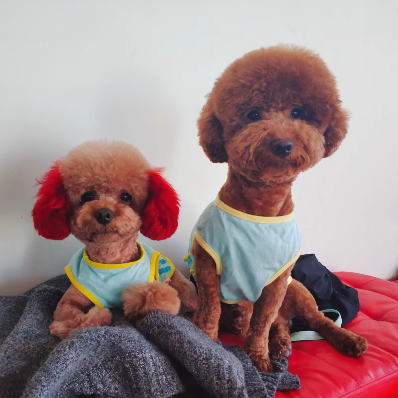 宠物狗狗染色剂染毛膏泰迪贵宾专用染料染发剂