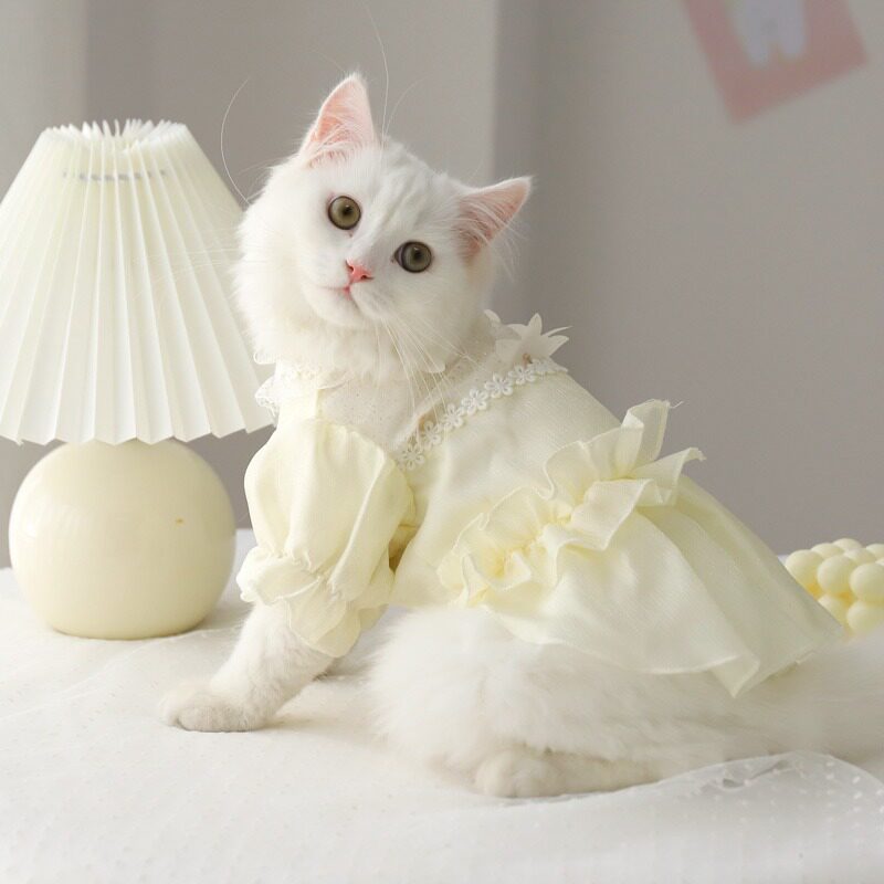 猫咪衣服小猫夏季布偶幼猫婚纱防掉毛薄款猫猫宠物小裙子公主裙猫