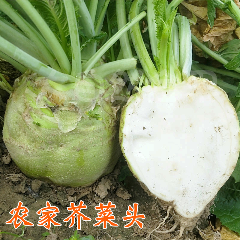 光头芥菜种子两道眉芥菜头种籽辣疙瘩腌渍咸菜秋冬季高产蔬菜种孑