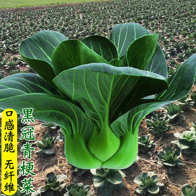 黑油菜种子黑梗青梗菜上海青菜种籽四季播阳台盆栽蔬菜种孑菜籽