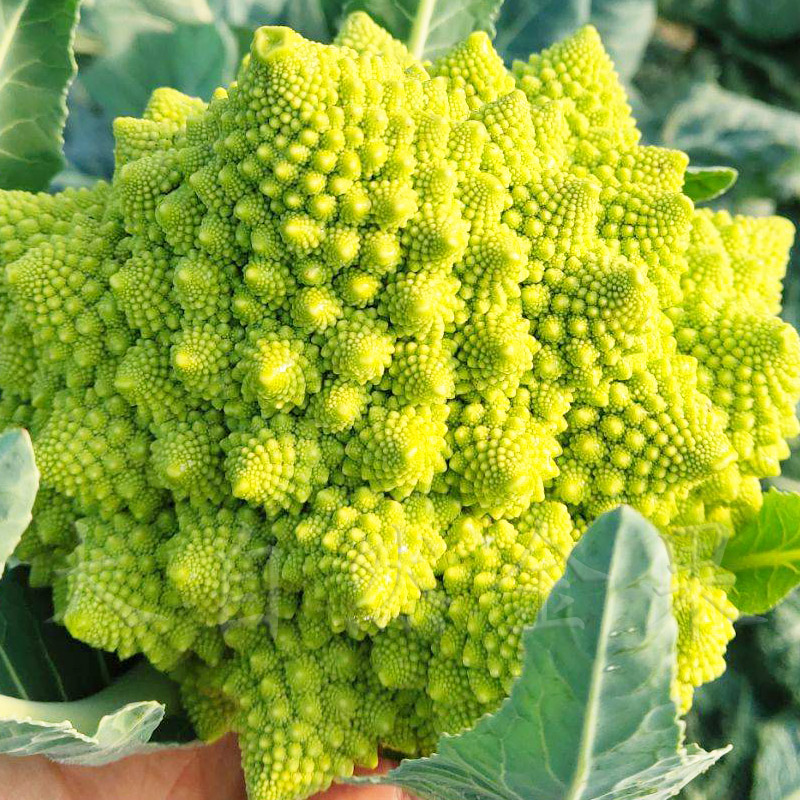 宝塔花椰菜富贵塔种籽孑四季菜种籽推荐
