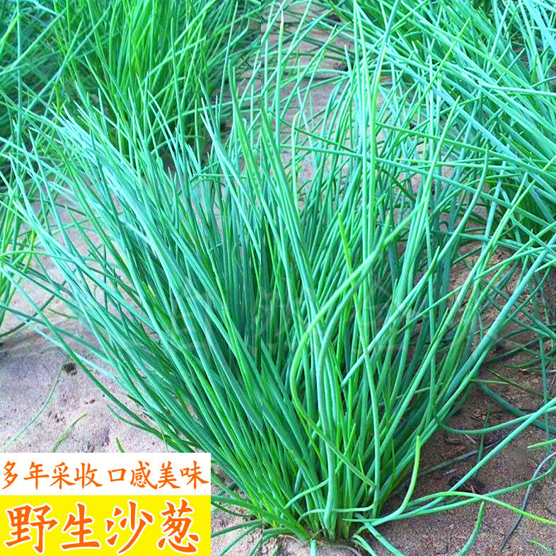 野生沙葱种子细葱胡葱小葱籽耐寒耐旱多年生盆栽阳台庭院蔬菜种孑