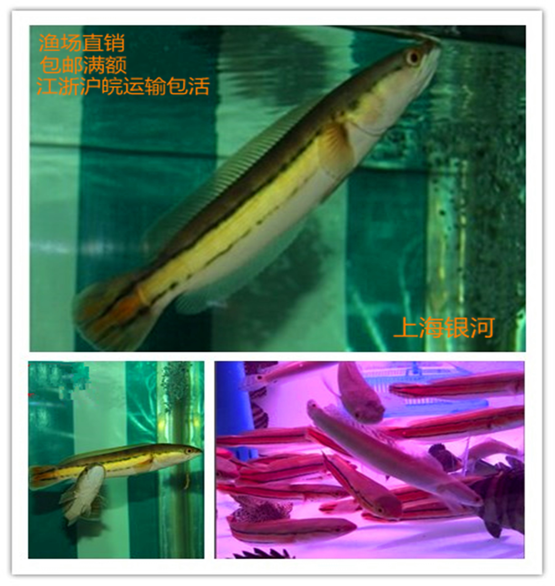 上海银河水族的优惠券大全—大铅笔鱼 雷龙铅笔鱼 多曼鱼 凶猛鱼