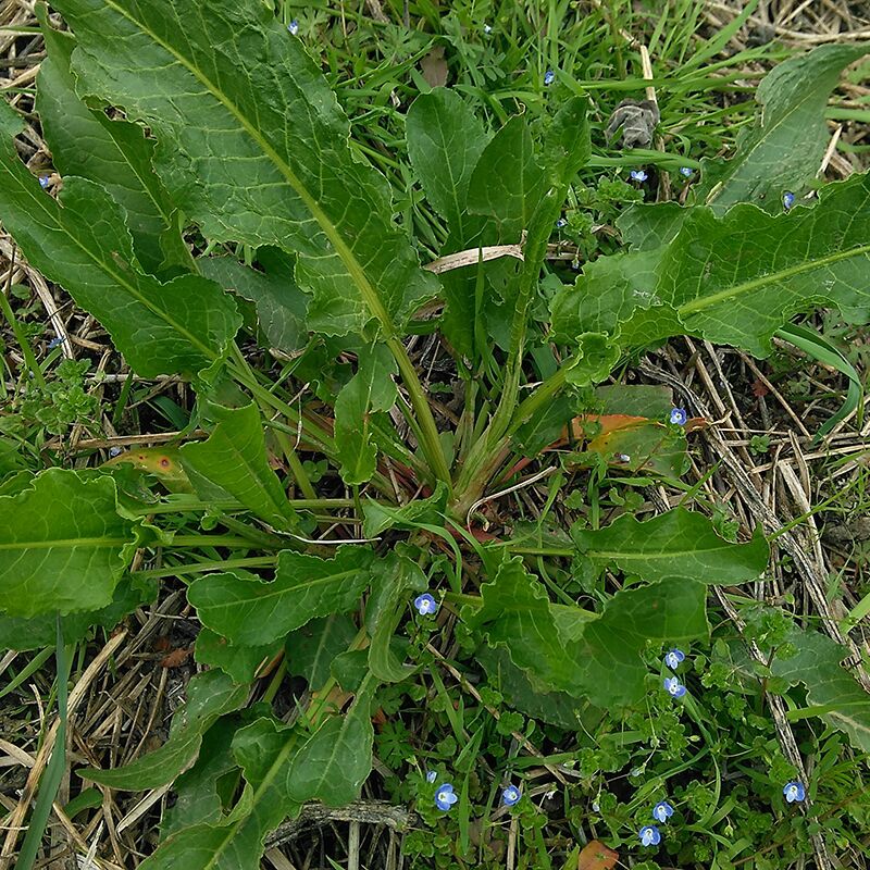 酸模野菠菜新鲜土大黄现挖现发牛耳姜