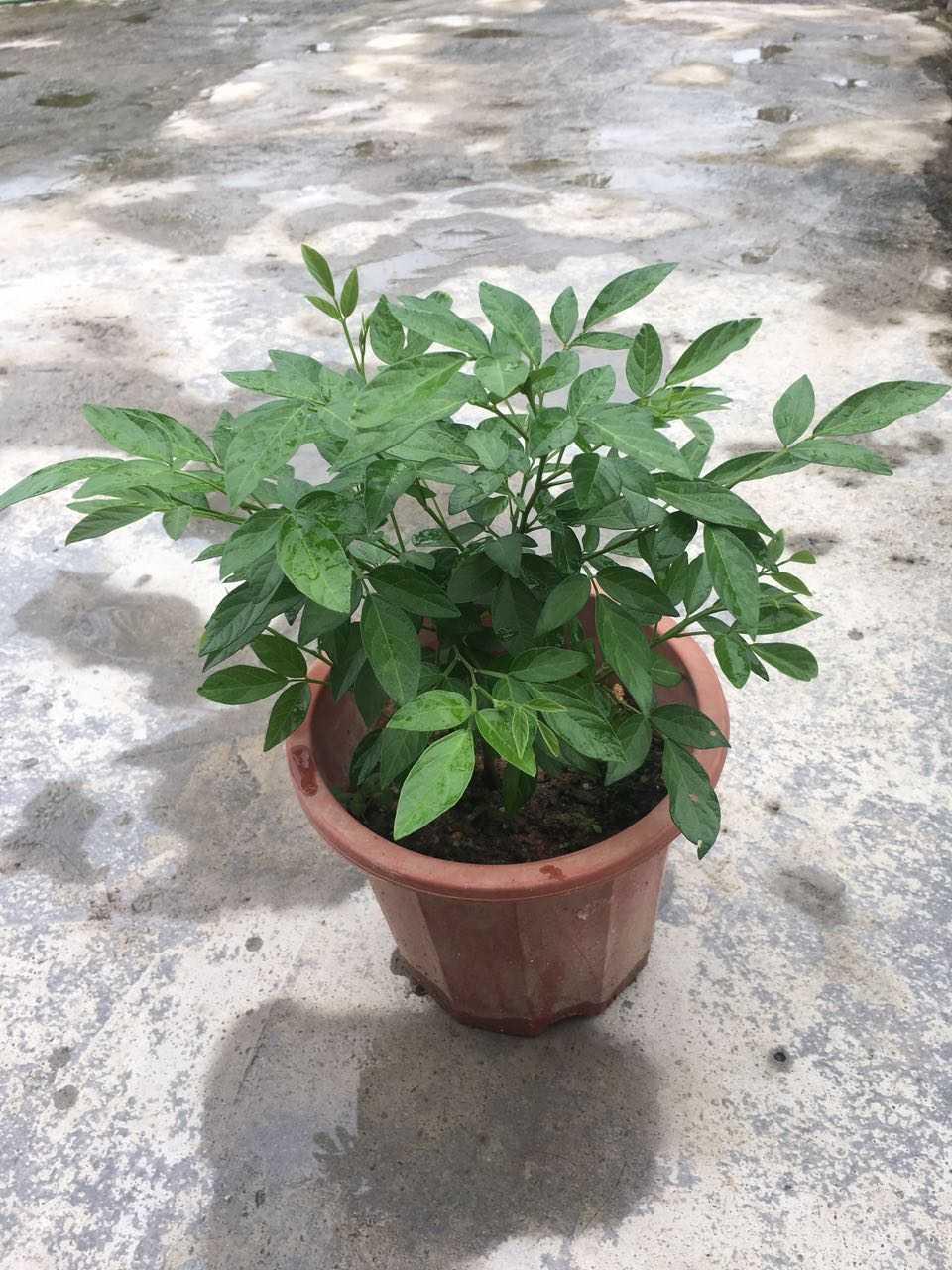草苗阳台庭院盆栽仙草潮汕喜事绿植吉祥植物绿植
