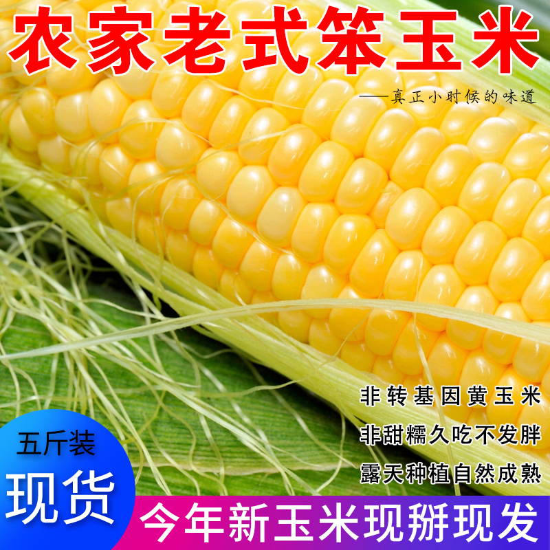 山東老式黃玉米新鮮農家笨玉米非轉基因苞米老玉米棒現摘現發5斤在類目 水產肉類/新鮮蔬果/熟食, 新鮮蔬菜/蔬菜製品, 新鮮蔬菜, 新鮮玉米中 - 來自Buy2taobao.com提供專業的淘寶代購服務