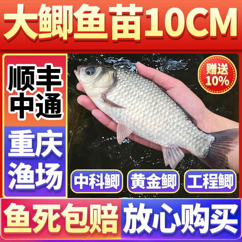 特大板鲫鱼苗淡水养殖食用黄金鲫中科35五号工程湘云高背本地良种