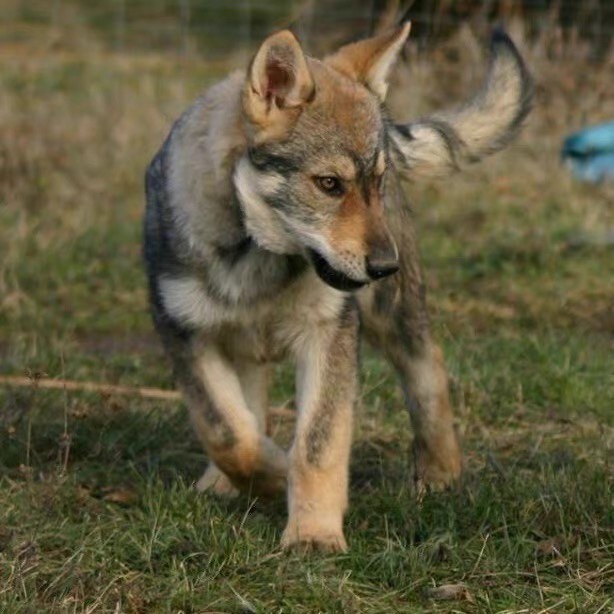 捷克狼犬多少钱一条图片