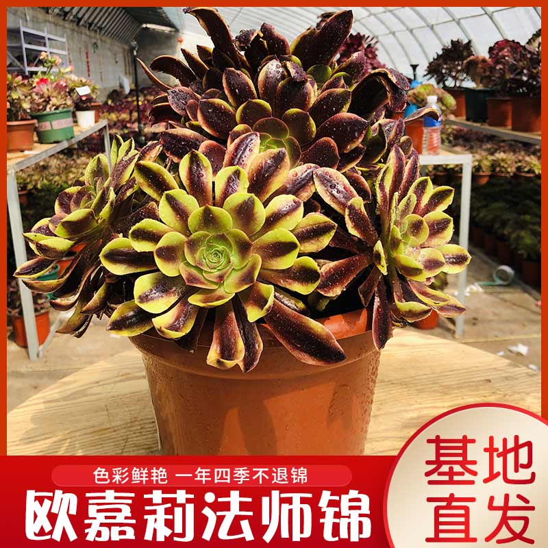欧嘉莉法师多肉系列老桩多肉大口径带侧芽精品欧佳丽多肉植物包邮优惠