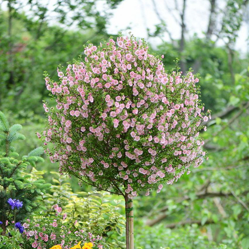 小木槿花盆栽花苗棒棒糖优雅女士多年生树苗庭院阳台好养植物花卉
