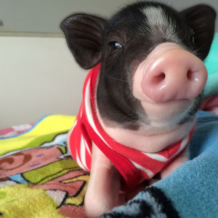 353泰国宠物小香猪吉祥猪网红长不大小香猪活体猪仔迷你可爱优惠券