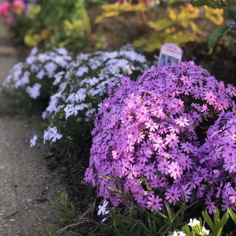 芝樱花苗—耐寒耐热 开花机器 地被福禄考 芝樱花苗