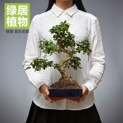 绿居植物山紫甲盆栽小盆景 室内绿植花卉家居办公室植物 送礼礼品